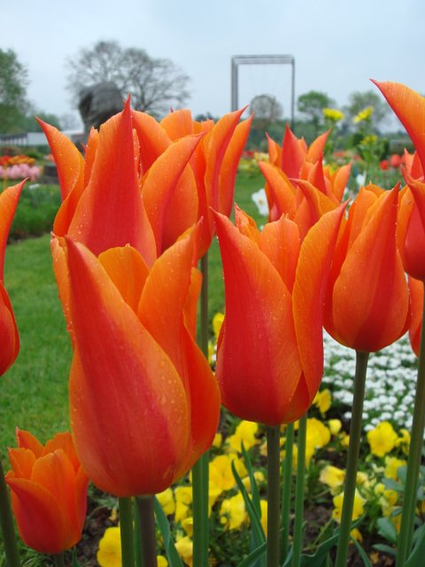 Tulipa fleur de lis 'Ballerina' PB 6